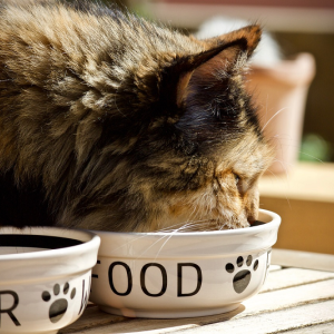 The global environmental paw print of dry pet food TABLE Debates